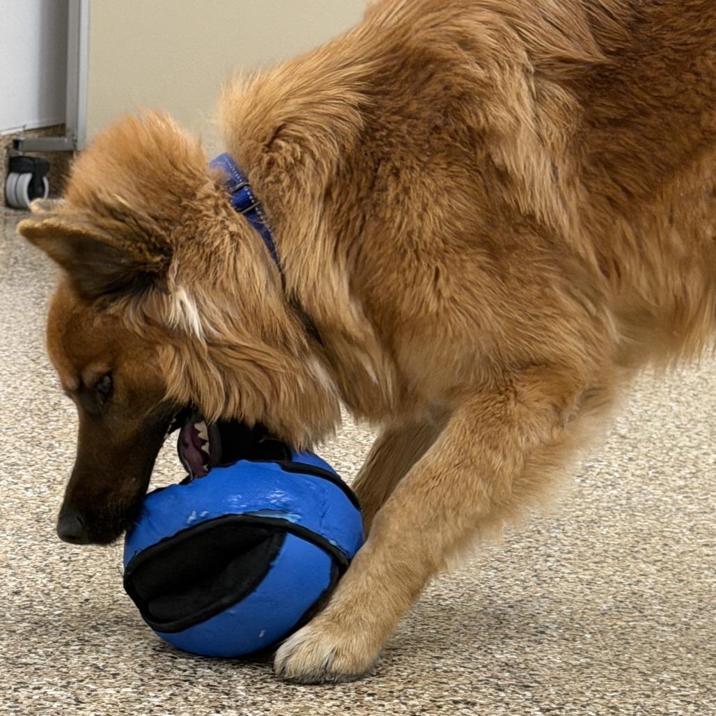 Enlarge Kota, a Adoptable mixed breed in Tempe, AZ image 5/6