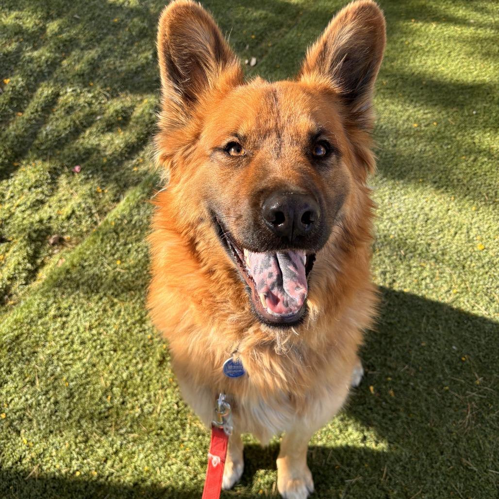Enlarge Kota, a Adoptable mixed breed in Tempe, AZ image 6/6