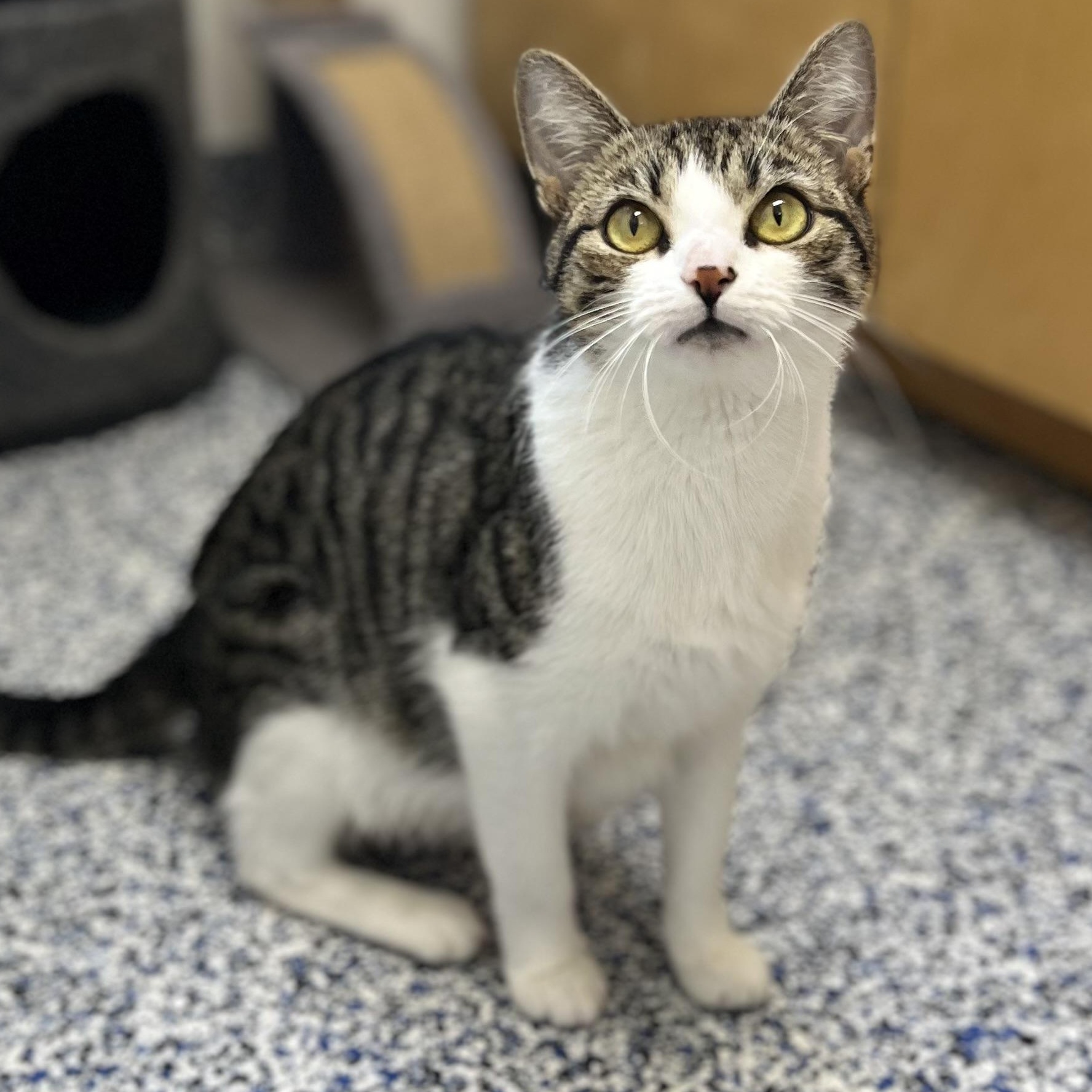 Molly, adoptable, Adult Female Domestic Short Hair.