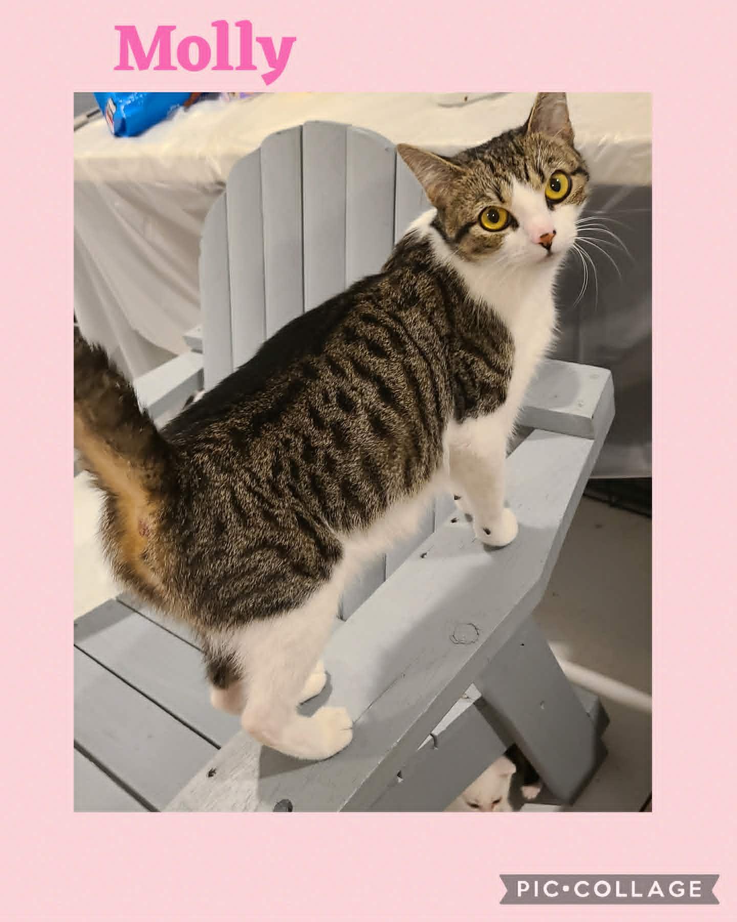Molly, an adoptable Domestic Short Hair in St Stephen, NB image 2/2