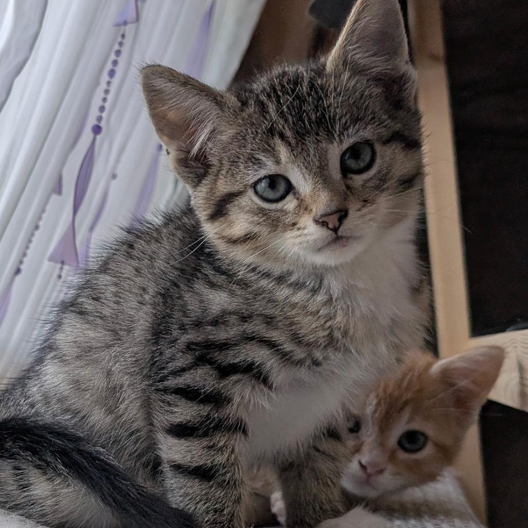 Muffin, Adoptable, Kitten Male Domestic Short Hair.