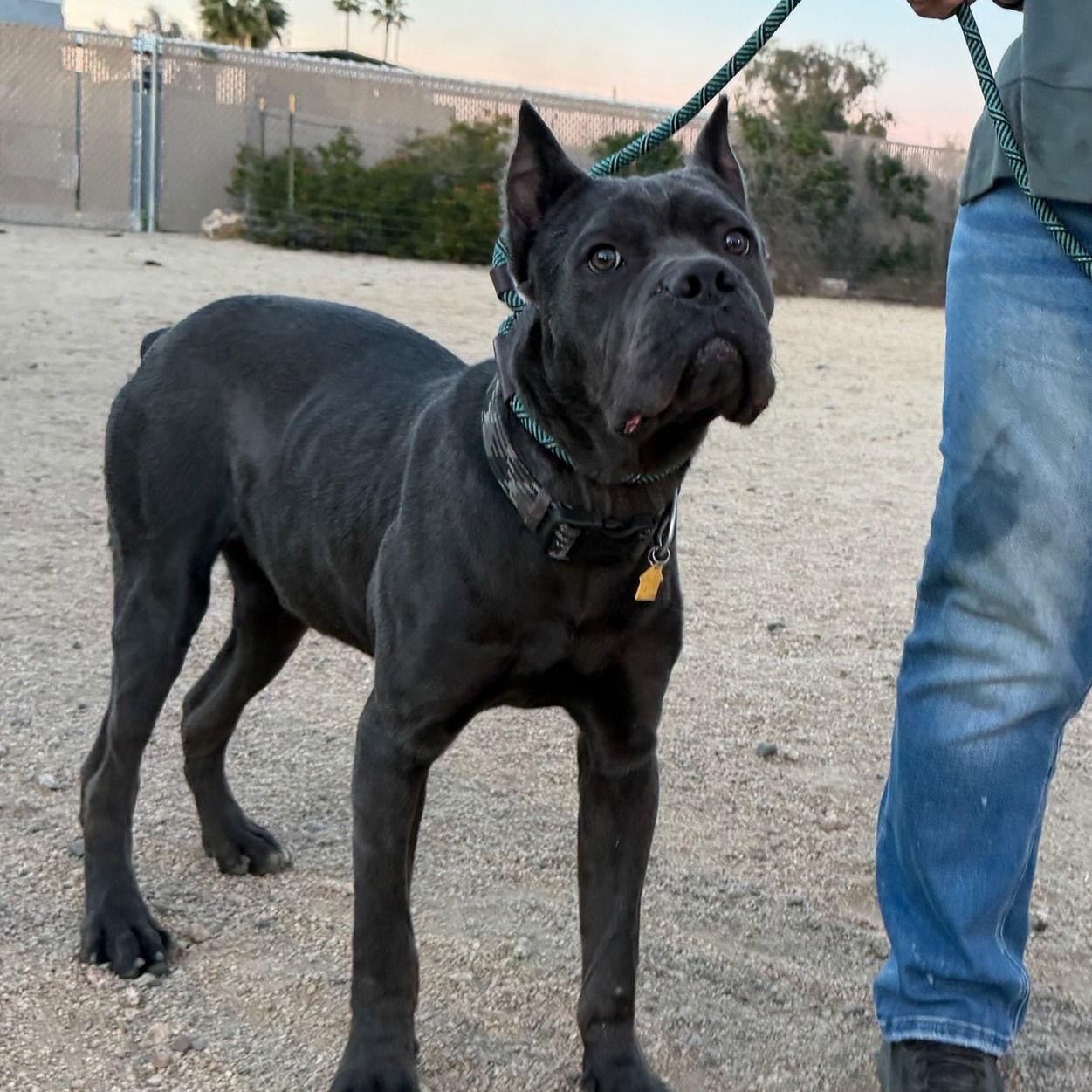 Popeye, Adoptable, Young Male Cane Corso.