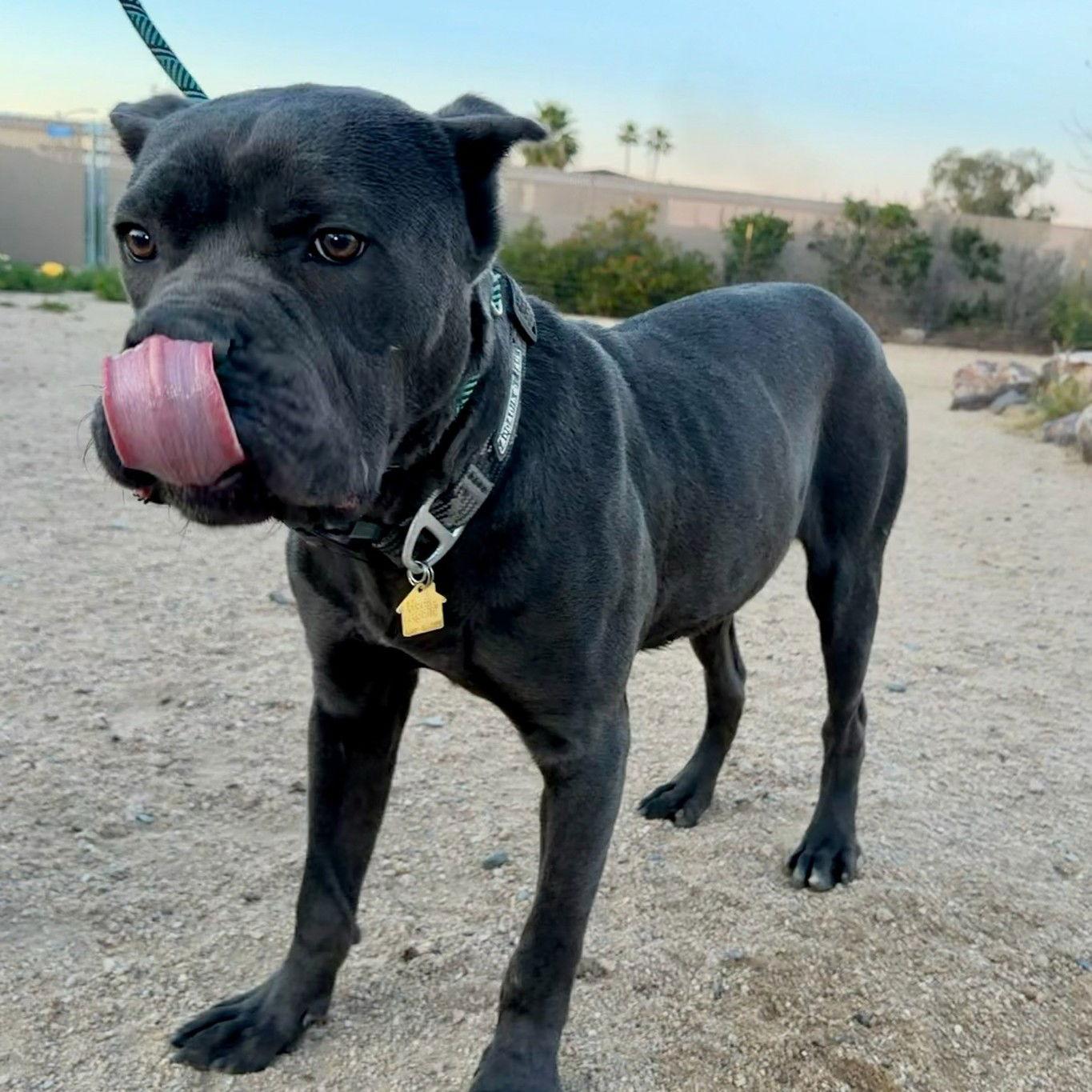 Popeye - adopted, Adoptable, Young Male Cane Corso.
