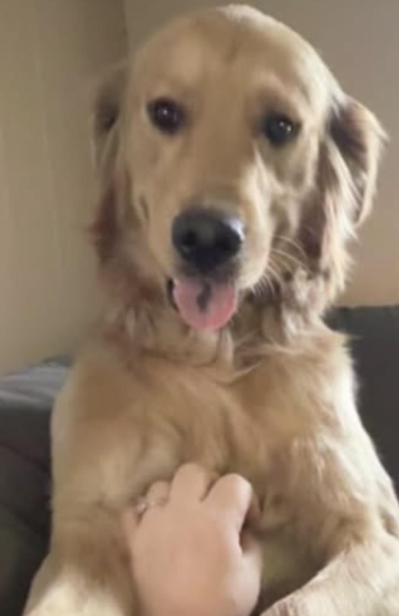 Enlarge Wubbzy, an adopted Golden Retriever in Bettendorf, IA image 4/6