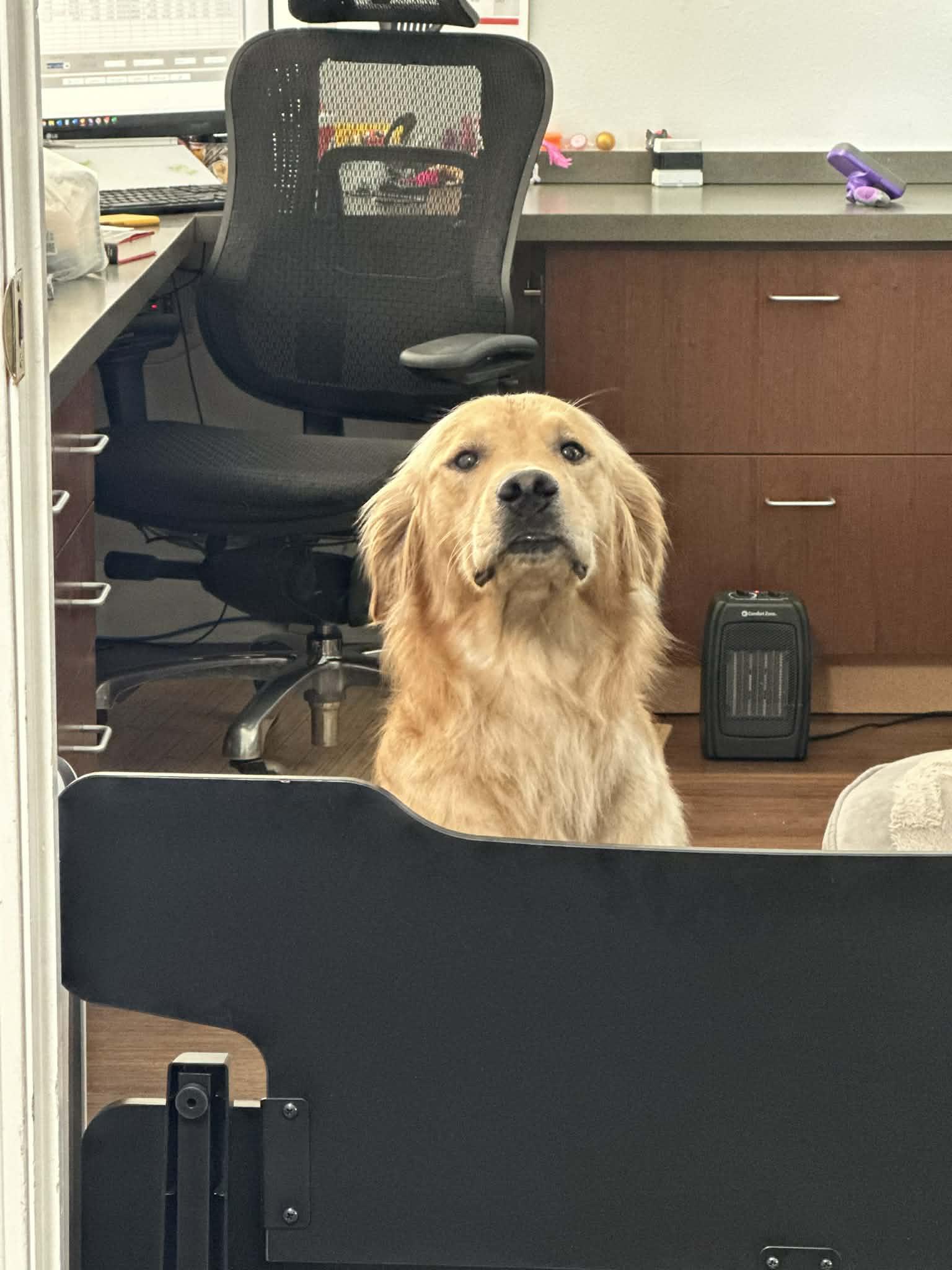 Enlarge Wubbzy, an adopted Golden Retriever in Bettendorf, IA image 2/6