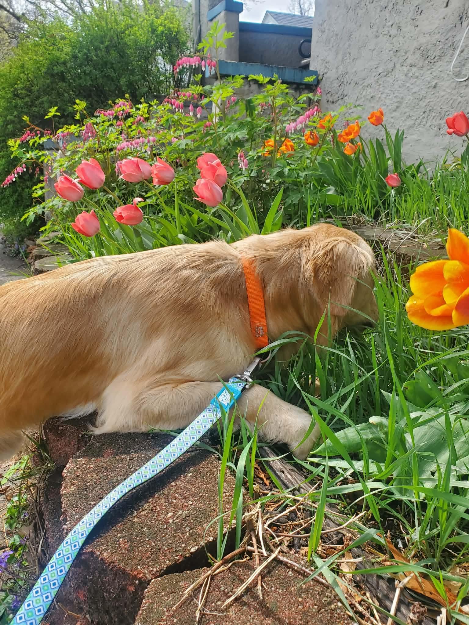 Enlarge Wubbzy, an adopted Golden Retriever in Bettendorf, IA image 3/6