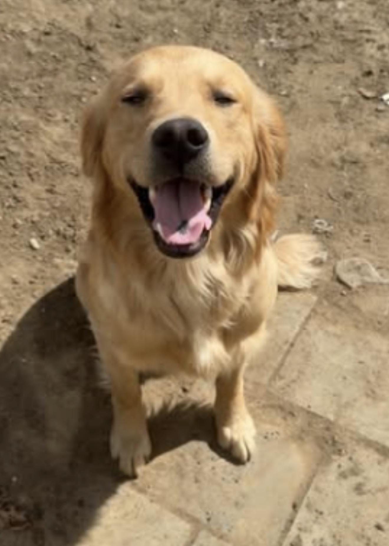 Enlarge Wubbzy, an adopted Golden Retriever in Bettendorf, IA image 6/6