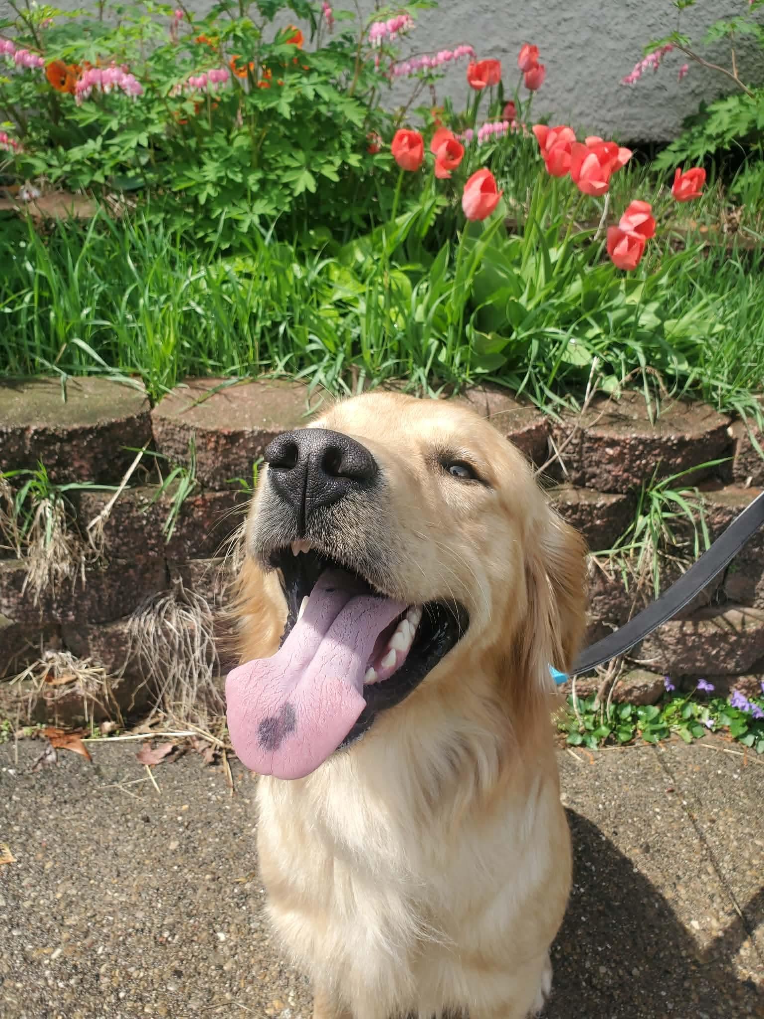 Enlarge Wubbzy, an adopted Golden Retriever in Bettendorf, IA image 5/6