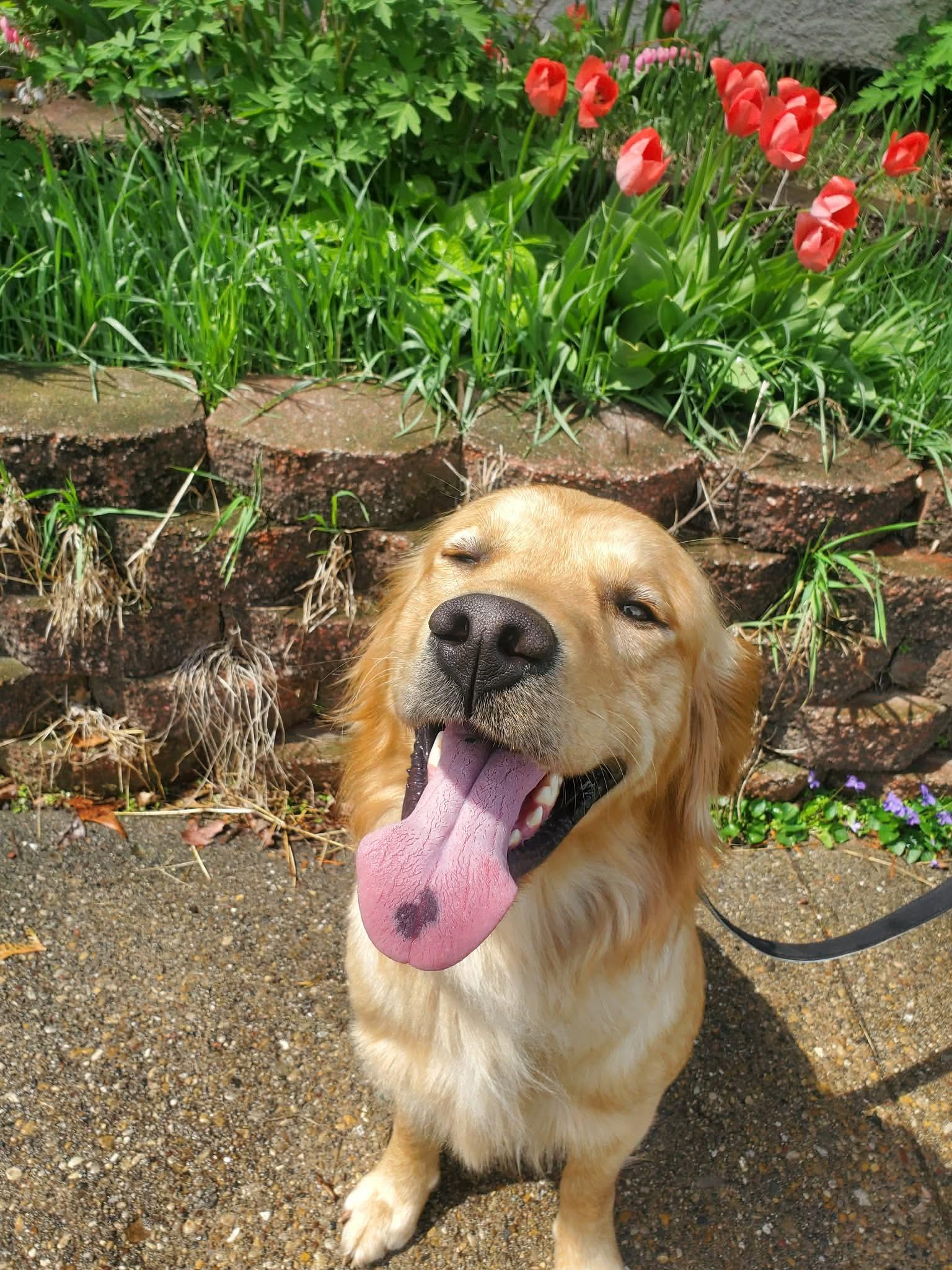 Wubbzy, adopted, Adult Male Golden Retriever.