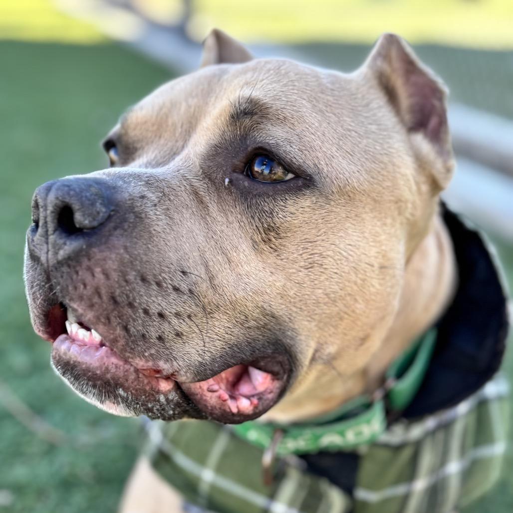 Bubbles, Adoptable, Adult Female American Staffordshire Terrier.