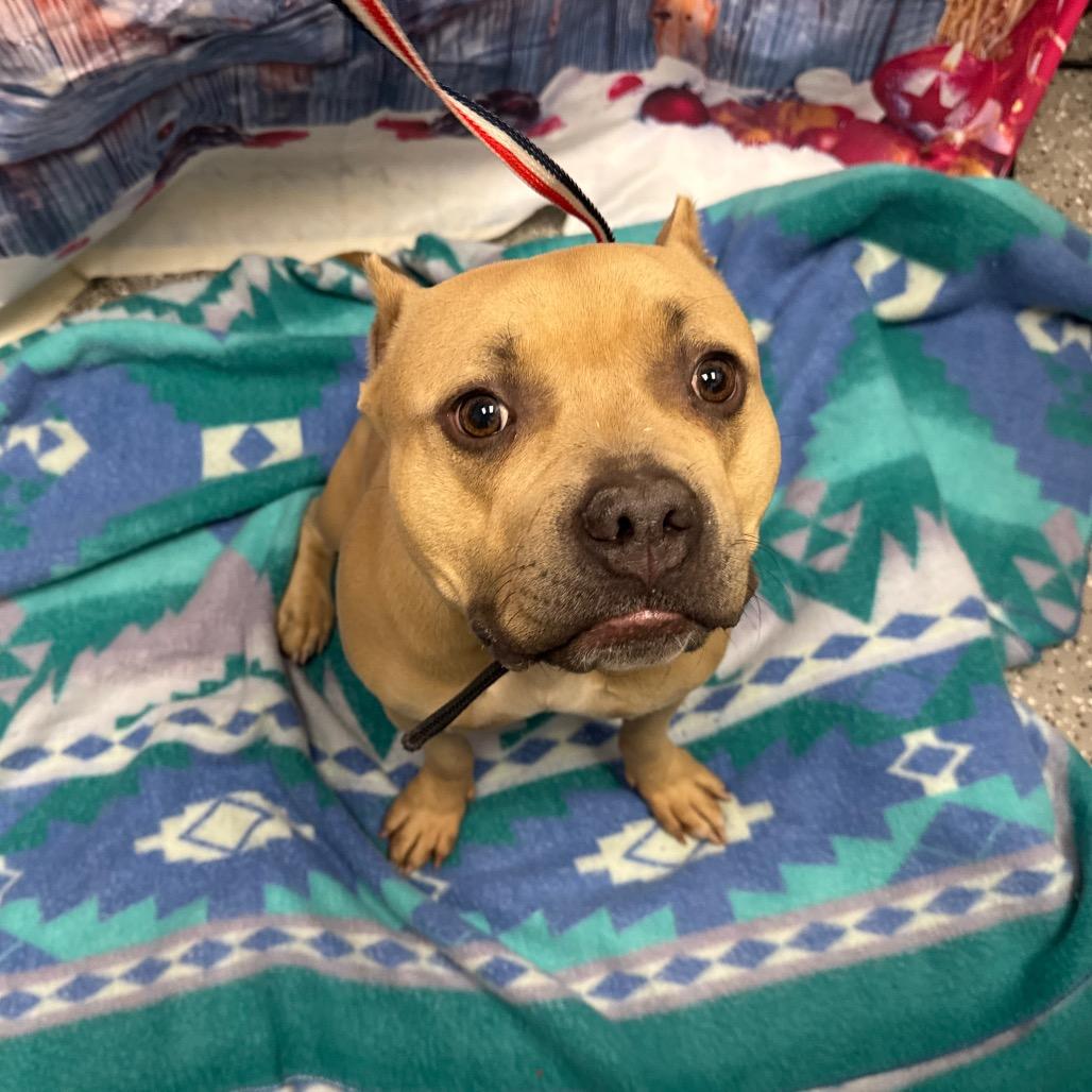 Bubbles, Adoptable, Adult Female American Staffordshire Terrier.