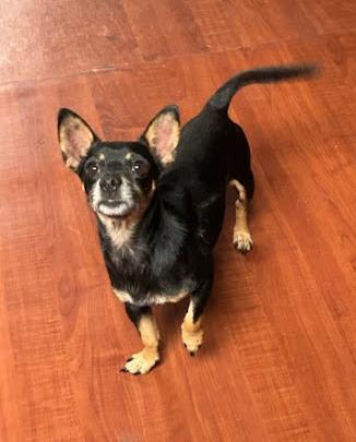 Toby, Adoptable, Young Male Mixed Breed.