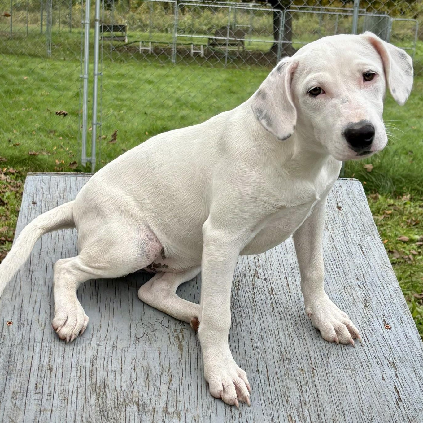 Enlarge Alma, a Adopted mixed breed in New Windsor, NY image 3/3