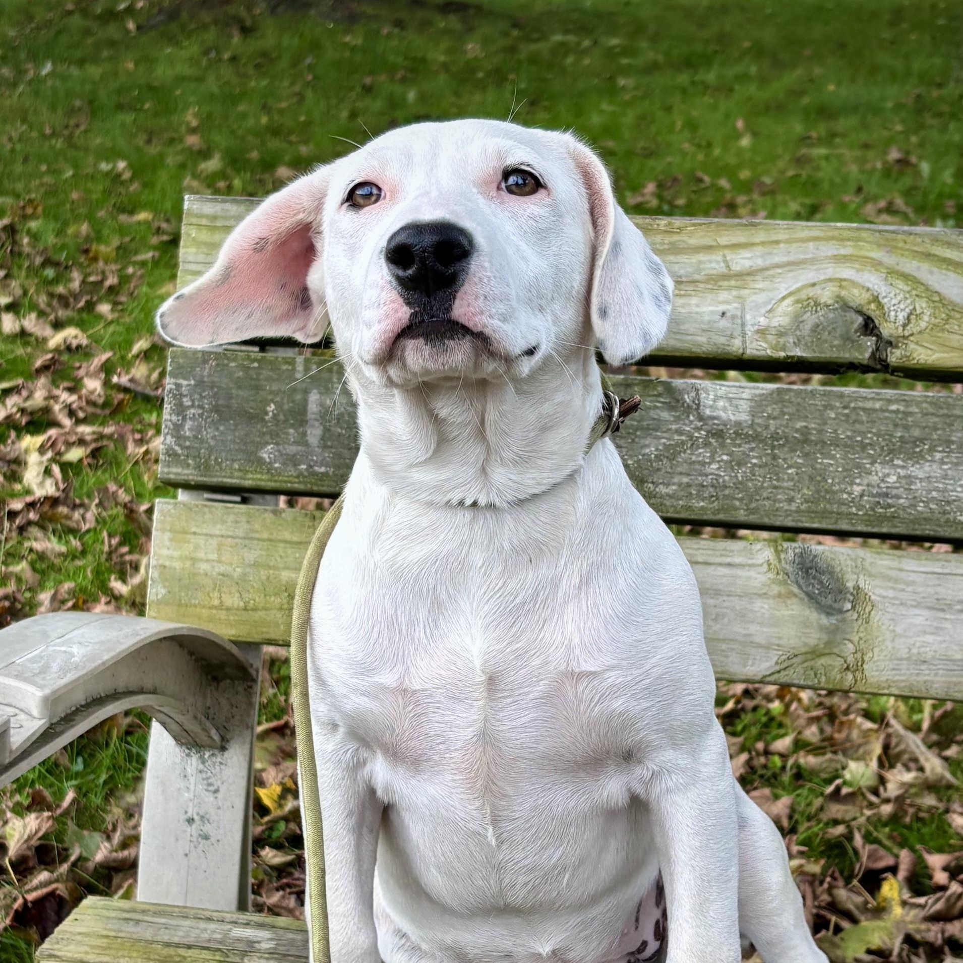 Enlarge Alma, a Adopted mixed breed in New Windsor, NY image 2/3