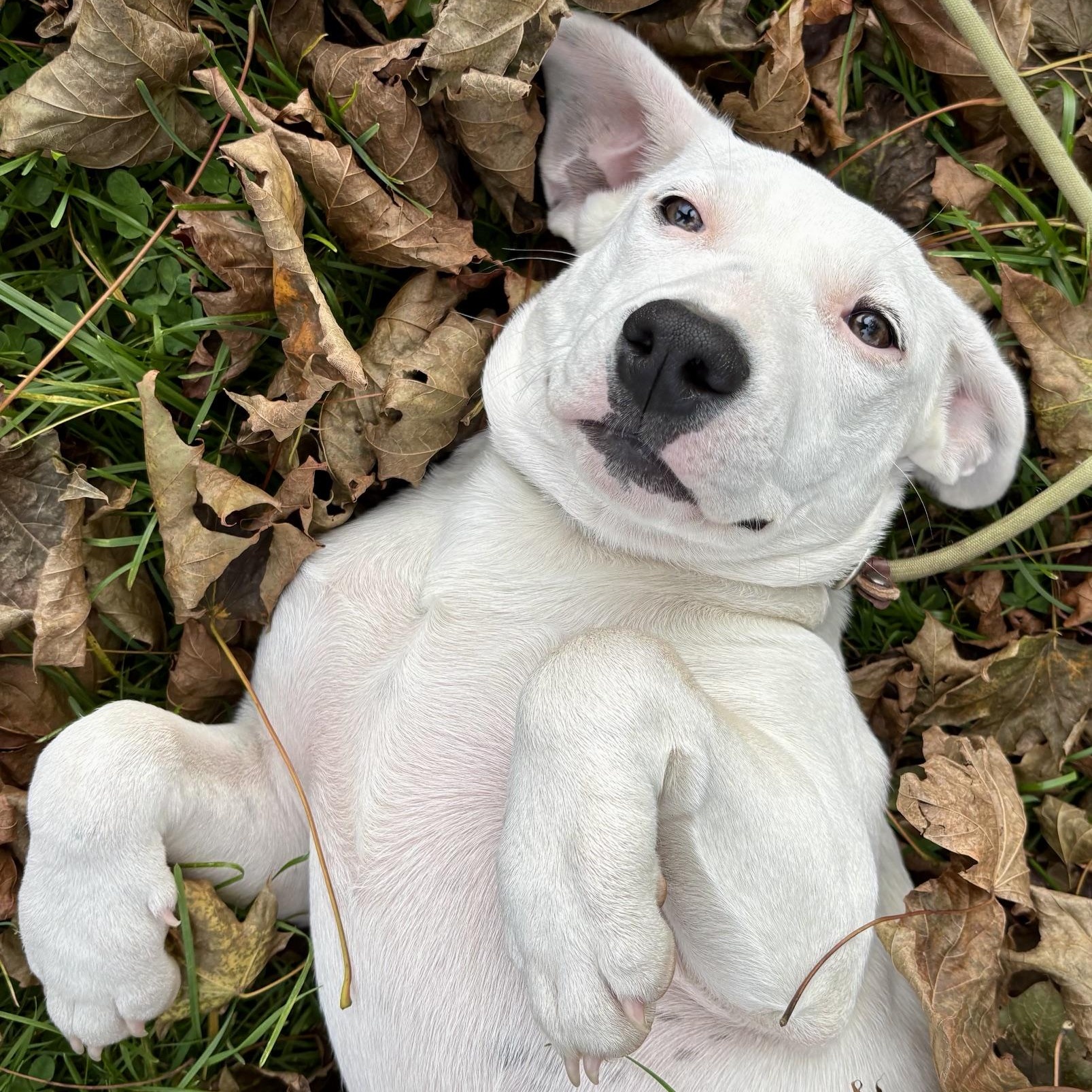 Alma, Adopted, Puppy Female Cattle Dog.