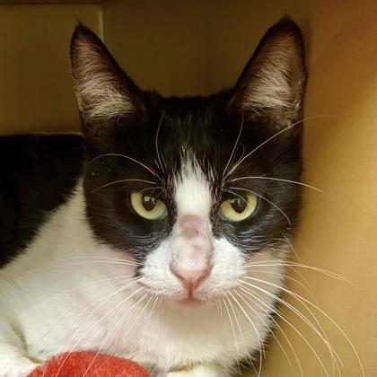 Lady, Adoptable, Senior Female Domestic Short Hair & Domestic Short Hair.