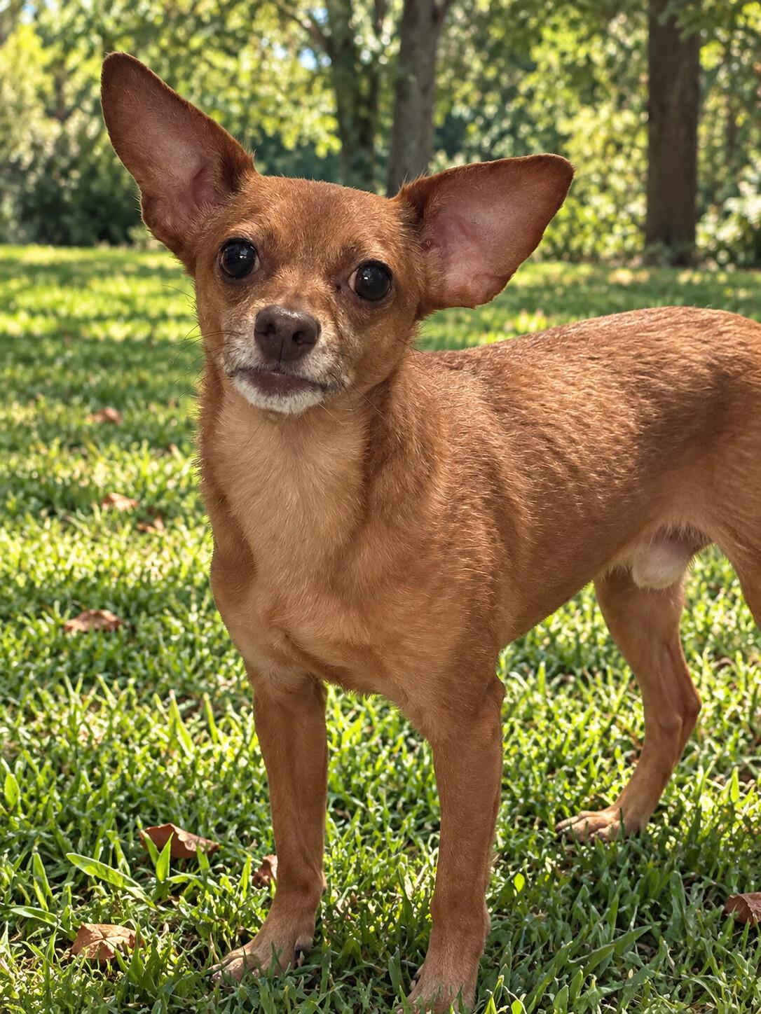 Enlarge Cabot 9741, a Adoptable Chihuahua in Boca Raton, FL image 1/3
