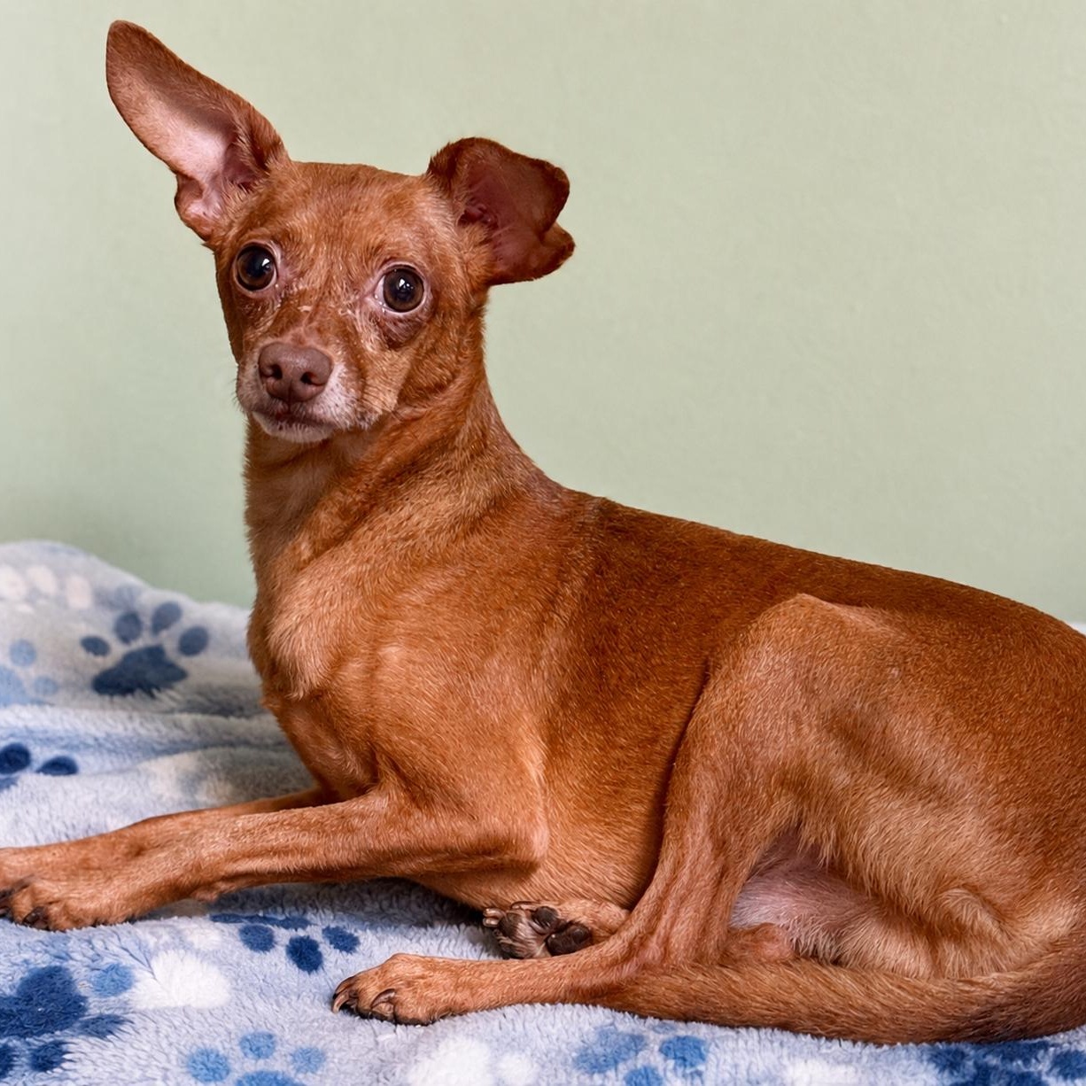 Enlarge Cabot 9741, a Adoptable Chihuahua in Boca Raton, FL image 2/3