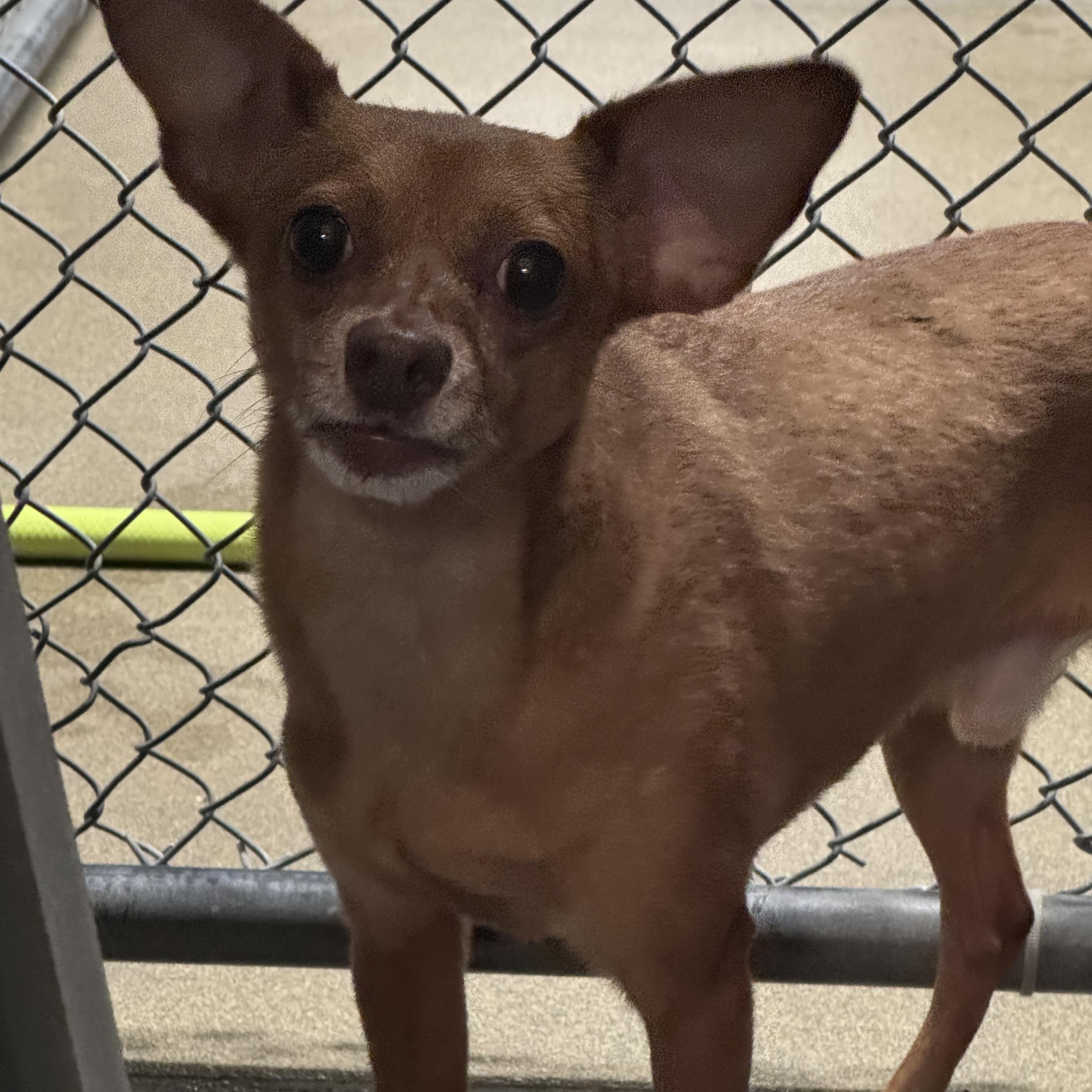 Enlarge Cabot 9741, a Adoptable Chihuahua in Boca Raton, FL image 3/3