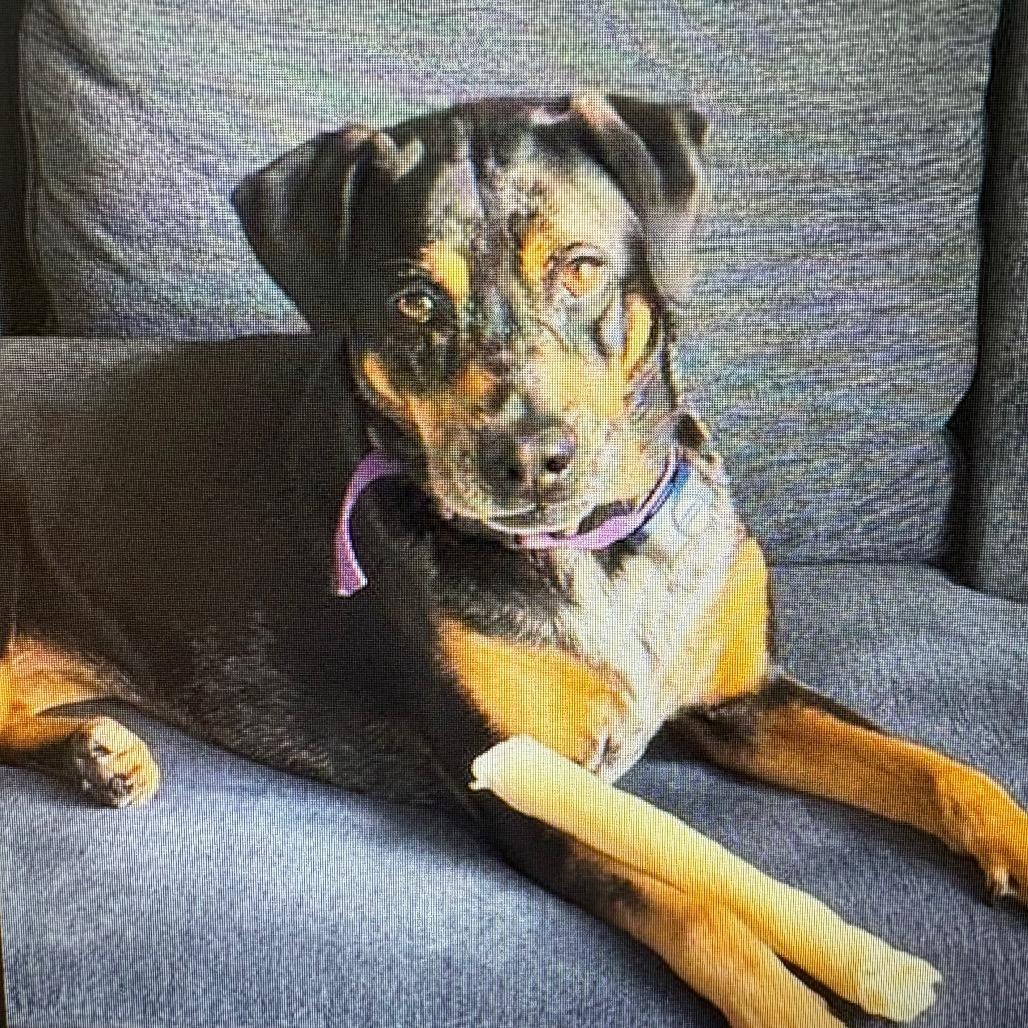 Mary AKA Roux 7744, Adoptable, Senior Female Catahoula Leopard Dog & Mixed Breed.