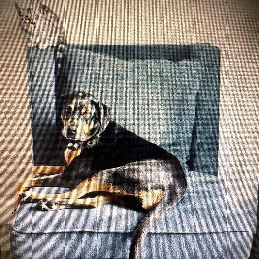 Enlarge Mary AKA Roux 7744, a Adoptable mixed breed in LOXAHATCHEE, FL image 2/3