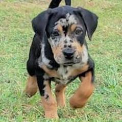 Enlarge Mary AKA Roux 7744, a Adoptable mixed breed in LOXAHATCHEE, FL image 3/3