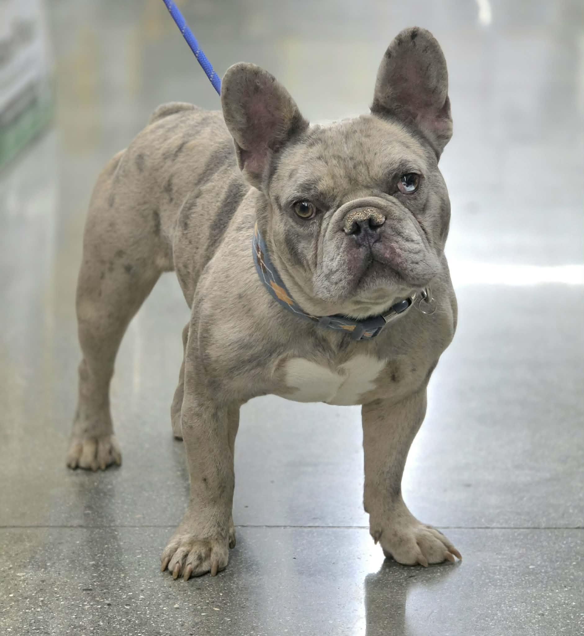 Enlarge SULLY, a Adoptable French Bulldog in Norco, CA image 5/5