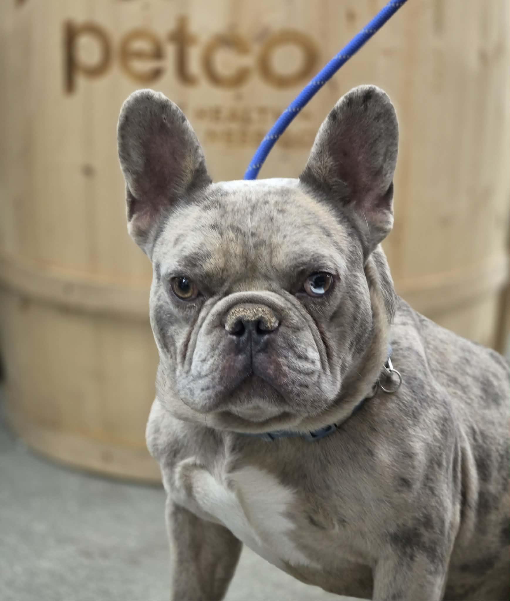 Enlarge SULLY, a Adoptable French Bulldog in Norco, CA image 3/5