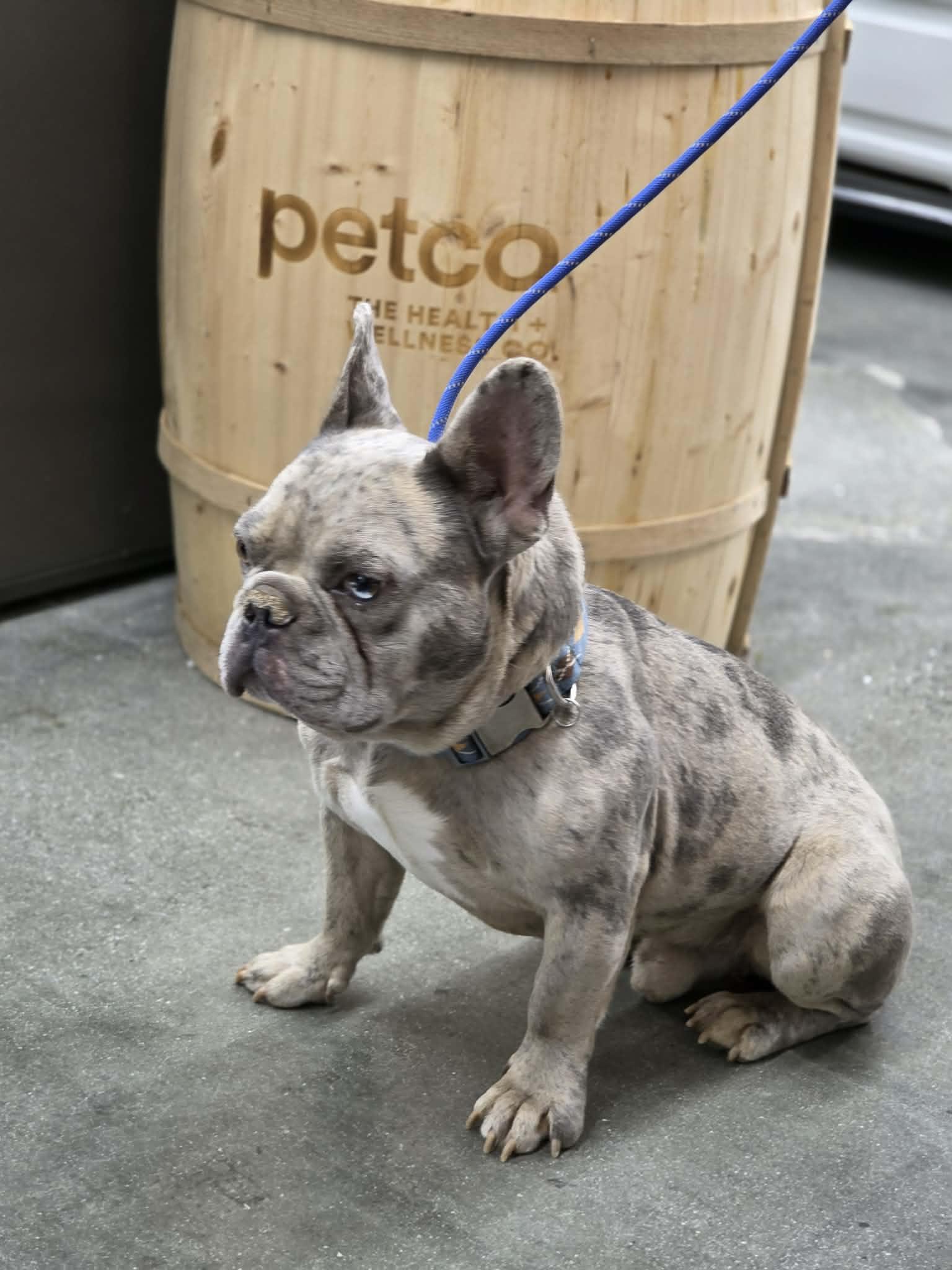 Enlarge SULLY, a Adoptable French Bulldog in Norco, CA image 4/5