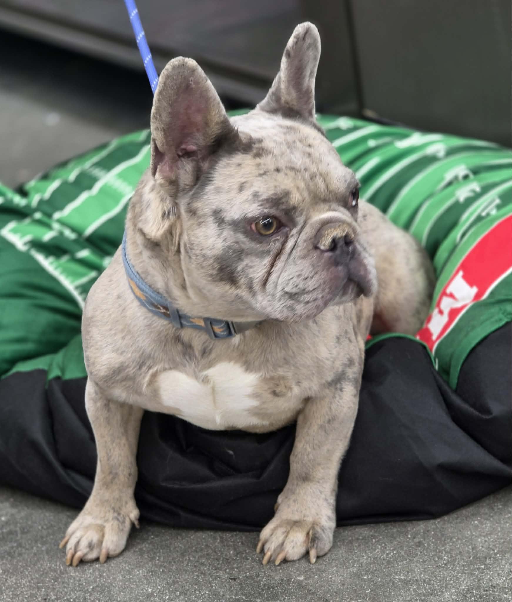 Enlarge SULLY, a Adoptable French Bulldog in Norco, CA image 2/5