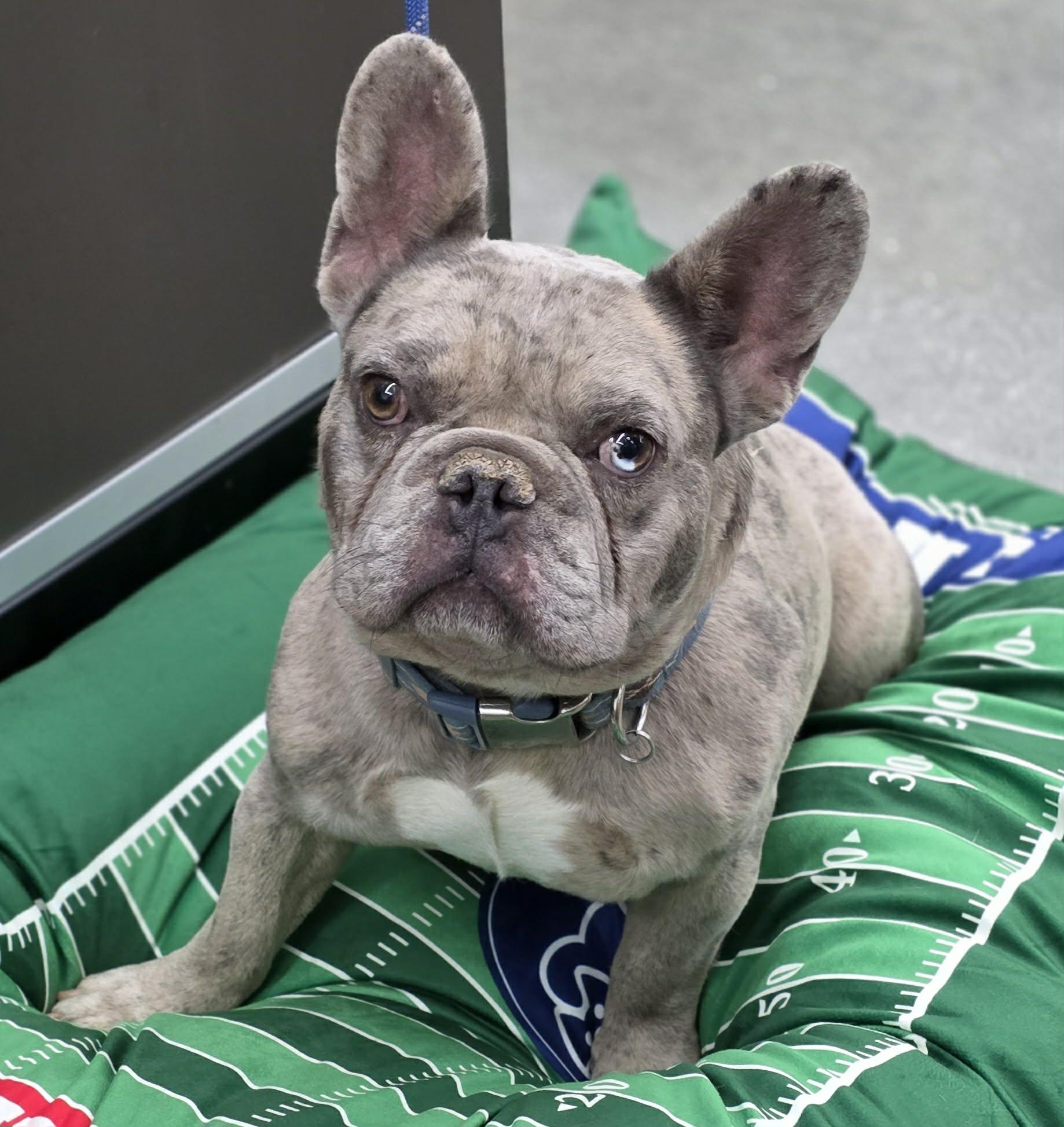 SULLY, Adoptable, Young Male French Bulldog.