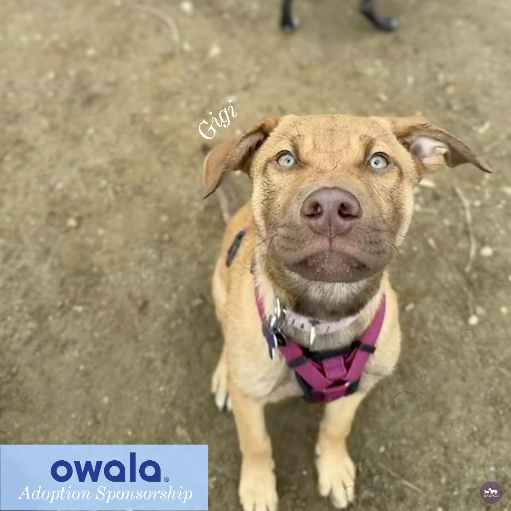 Gigi, Adoptable, Puppy Female Yellow Labrador Retriever & Mixed Breed.