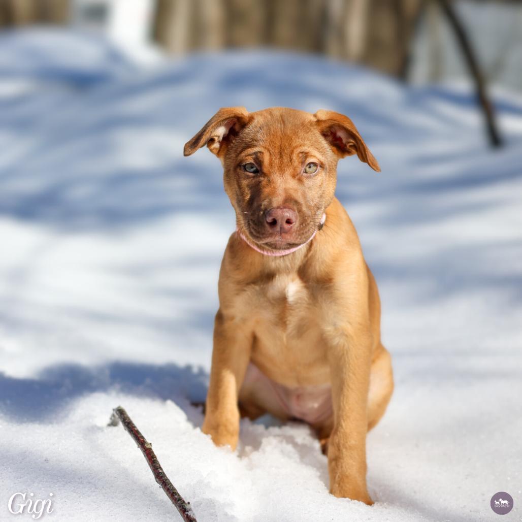 Enlarge Gigi, a Adoptable mixed breed in Hopkinton, MA image 1/5