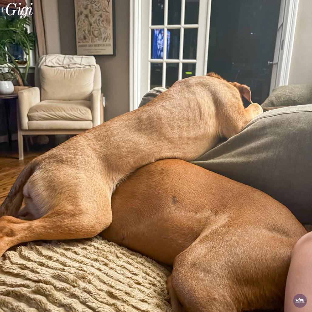 Gigi, Adoptable, Young Female Yellow Labrador Retriever & Mixed Breed.