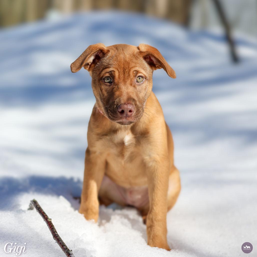 Enlarge Gigi, a Adoptable mixed breed in Hopkinton, MA image 2/5