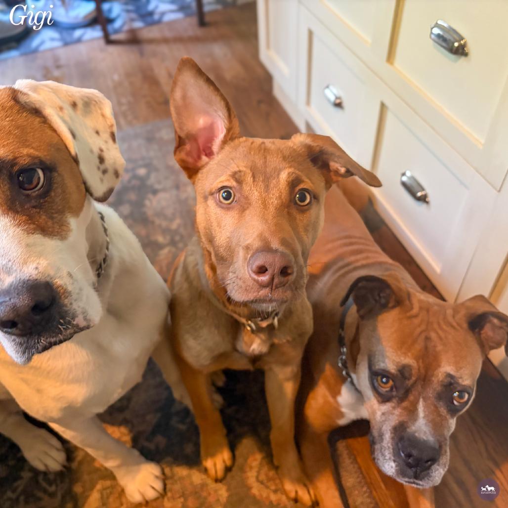 Enlarge Gigi, a Adoptable mixed breed in Hopkinton, MA image 2/6