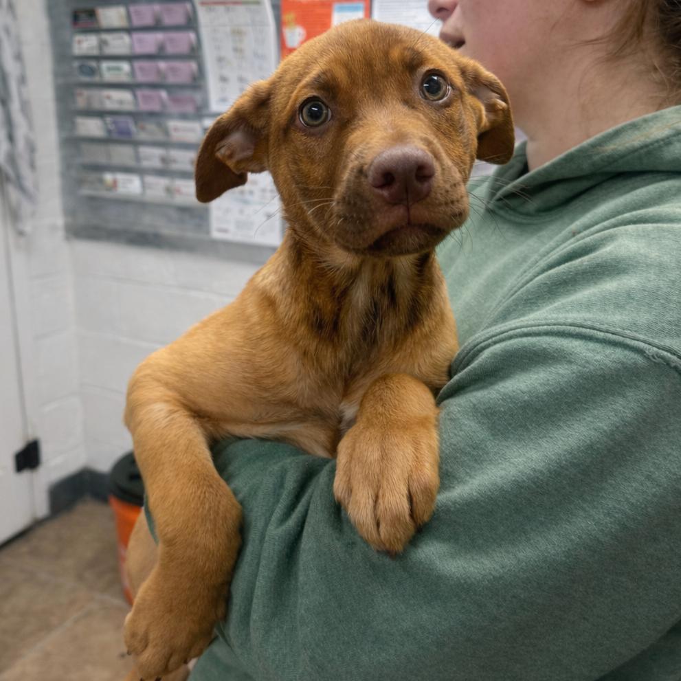 Enlarge Gigi, a Adoptable mixed breed in Hopkinton, MA image 3/5