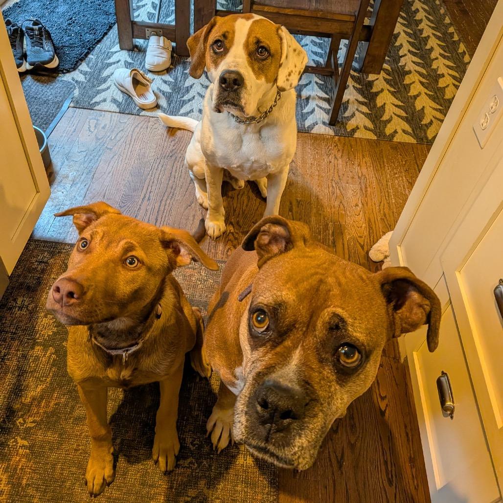 Gigi, a Adoptable mixed breed in Hopkinton, MA image 4/6