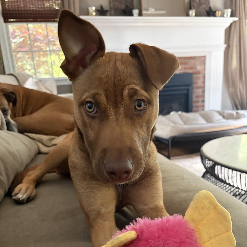 Gigi, a Adoptable mixed breed in Hopkinton, MA image 5/6