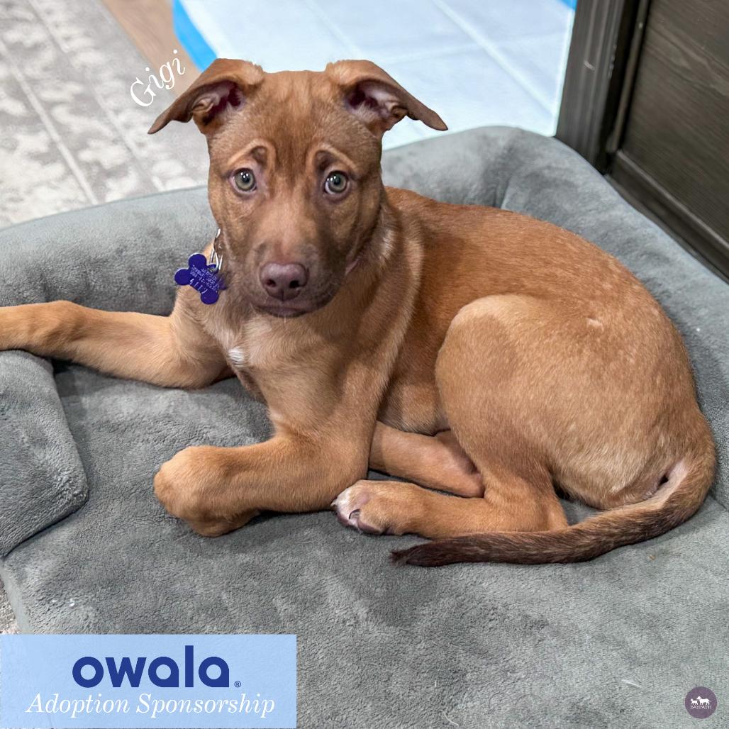 Enlarge Gigi, a Adoptable mixed breed in Hopkinton, MA image 2/4