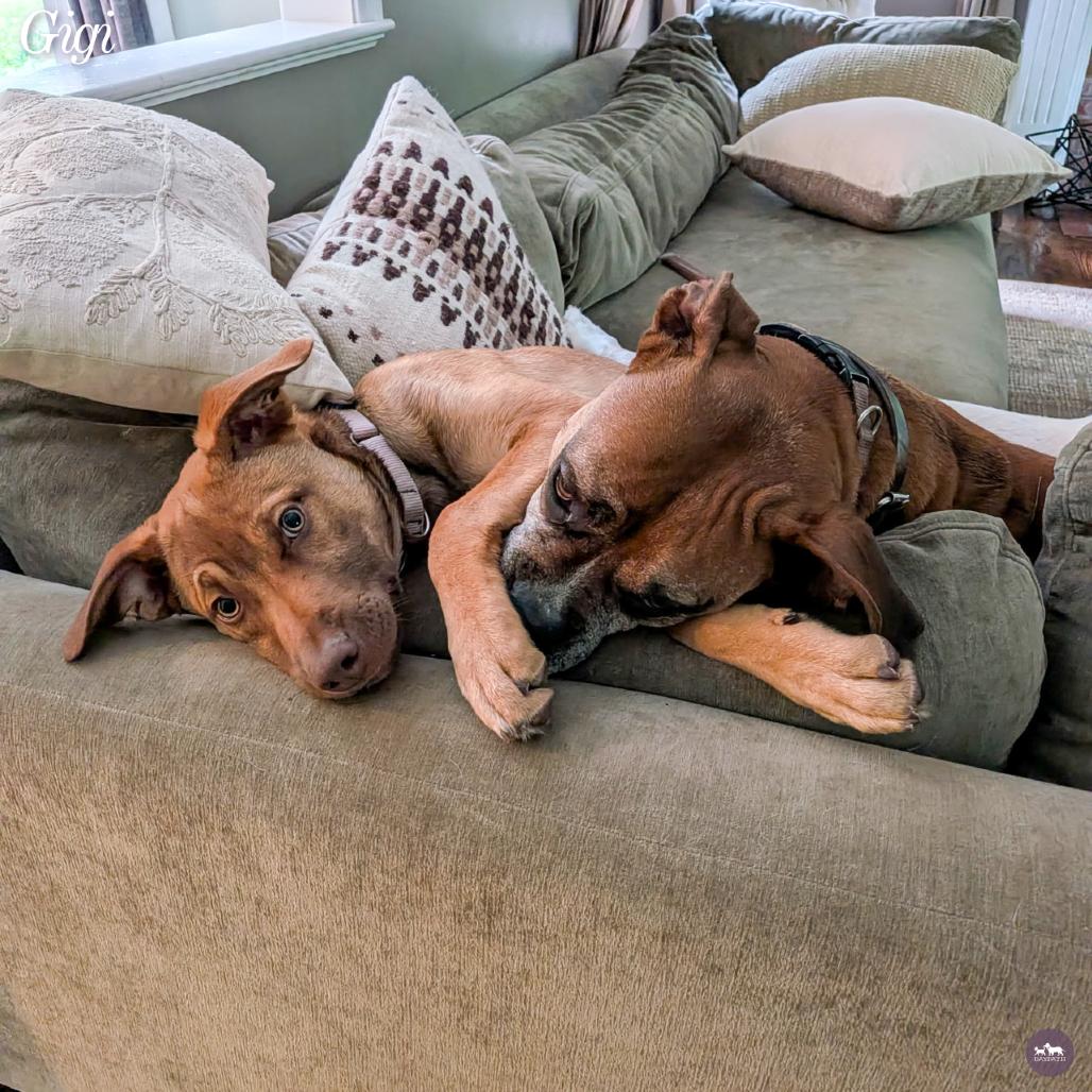 Enlarge Gigi, a Adoptable mixed breed in Hopkinton, MA image 4/6