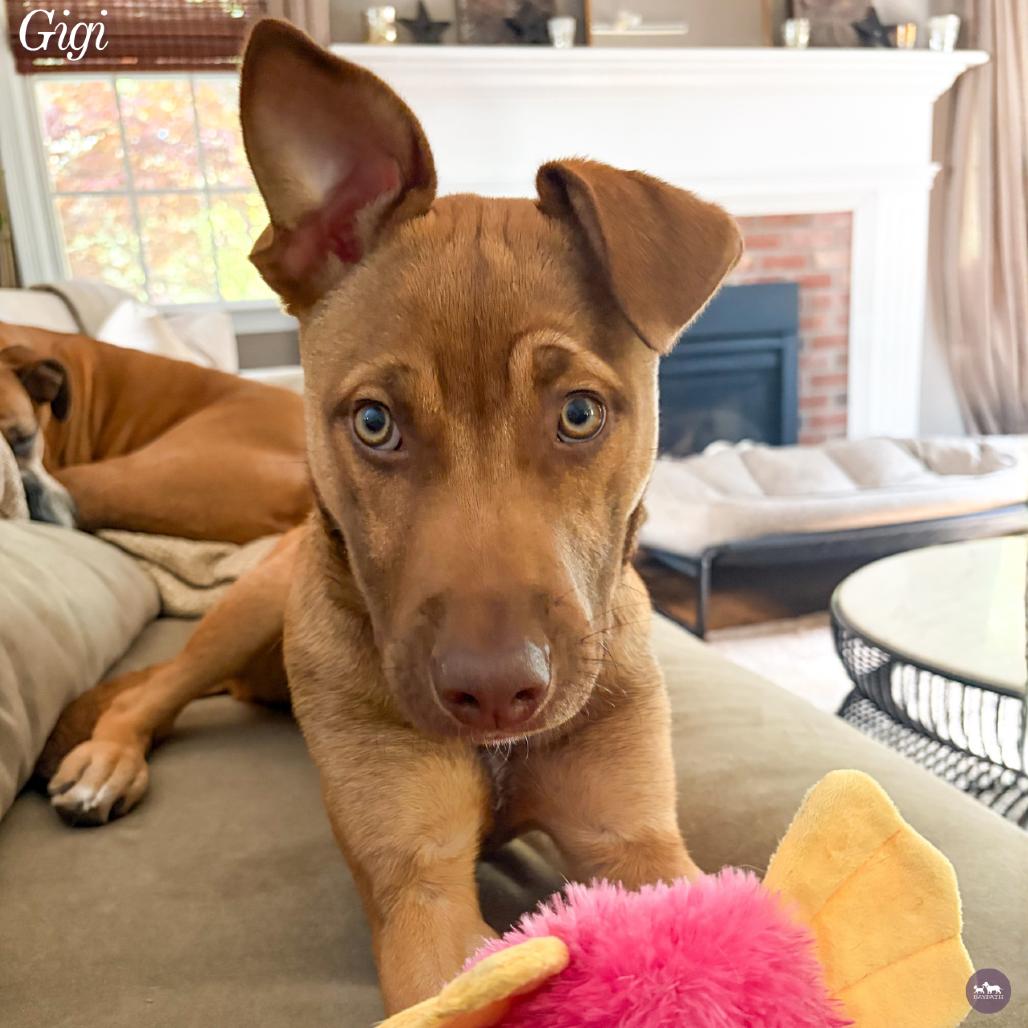 Enlarge Gigi, a Adoptable mixed breed in Hopkinton, MA image 5/6