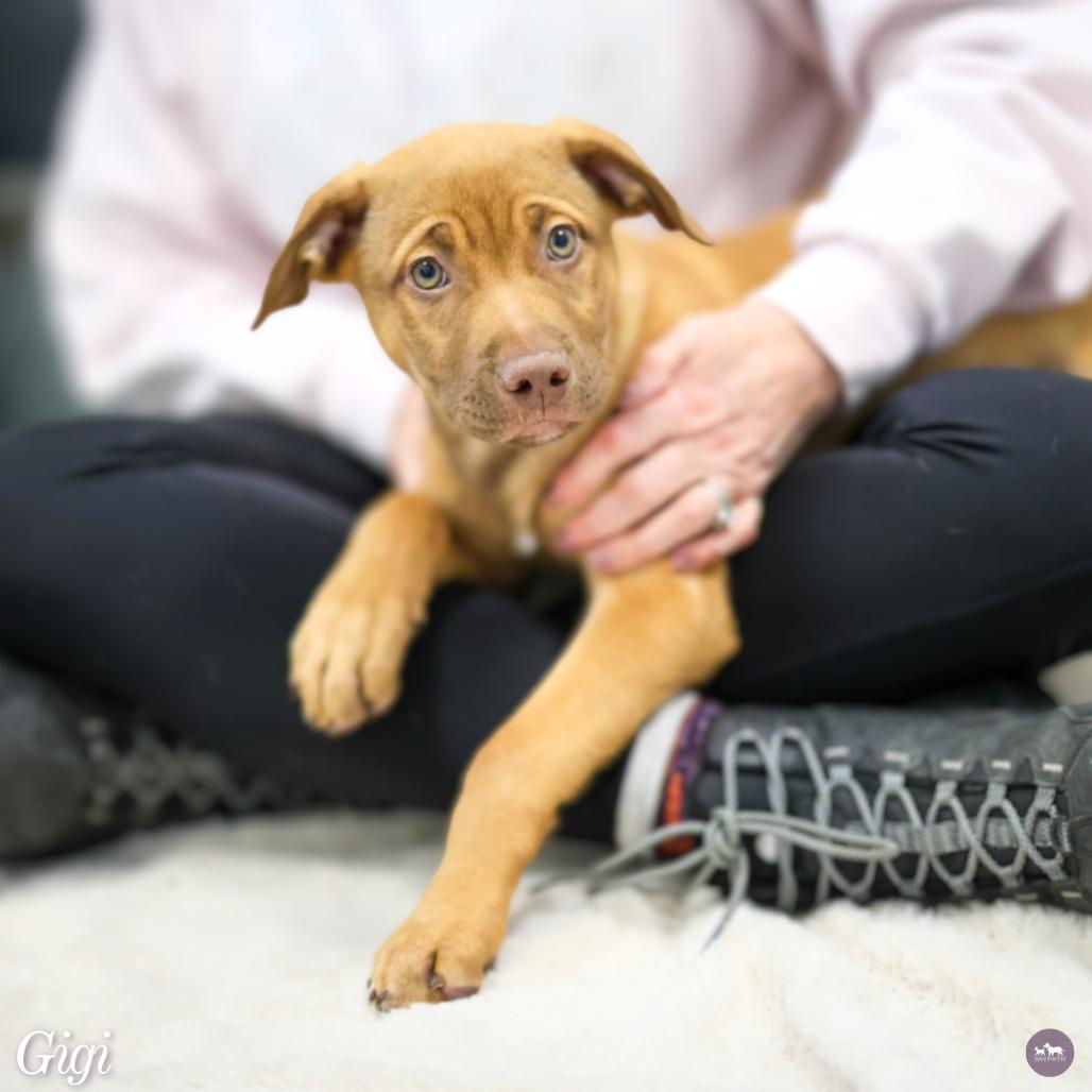 Enlarge Gigi, a Adoptable mixed breed in Hopkinton, MA image 4/5