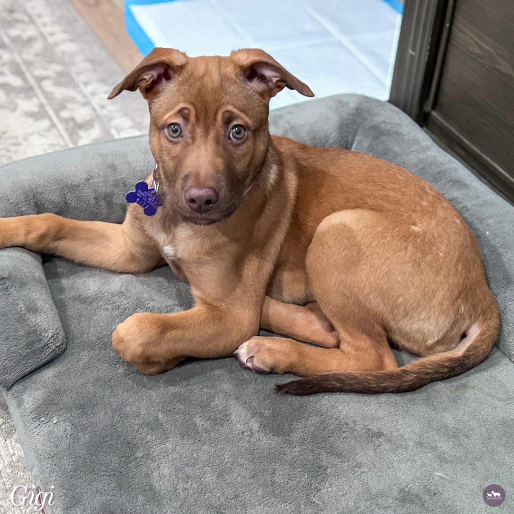 Enlarge Gigi, a Adoptable mixed breed in Hopkinton, MA image 5/5