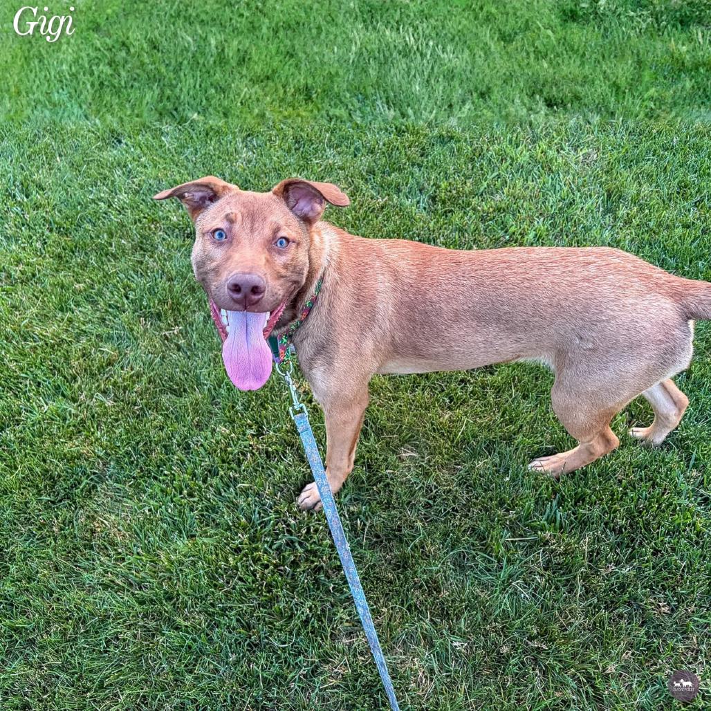 Enlarge Gigi, a Adoptable mixed breed in Hopkinton, MA image 6/6