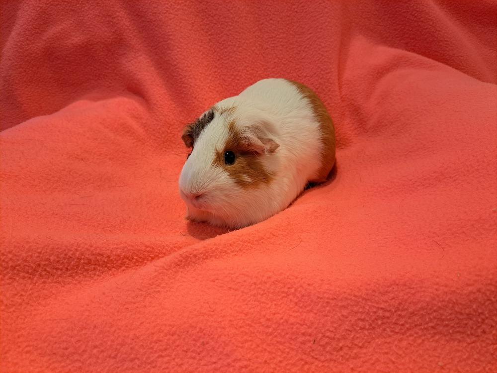 Margaret and Matilda, Adoptable, Adult Female Guinea Pig & Guinea Pig.