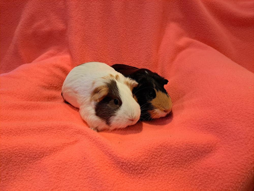 Margaret and Matilda, a Adoptable mixed breed in South Bend, IN image 2/5