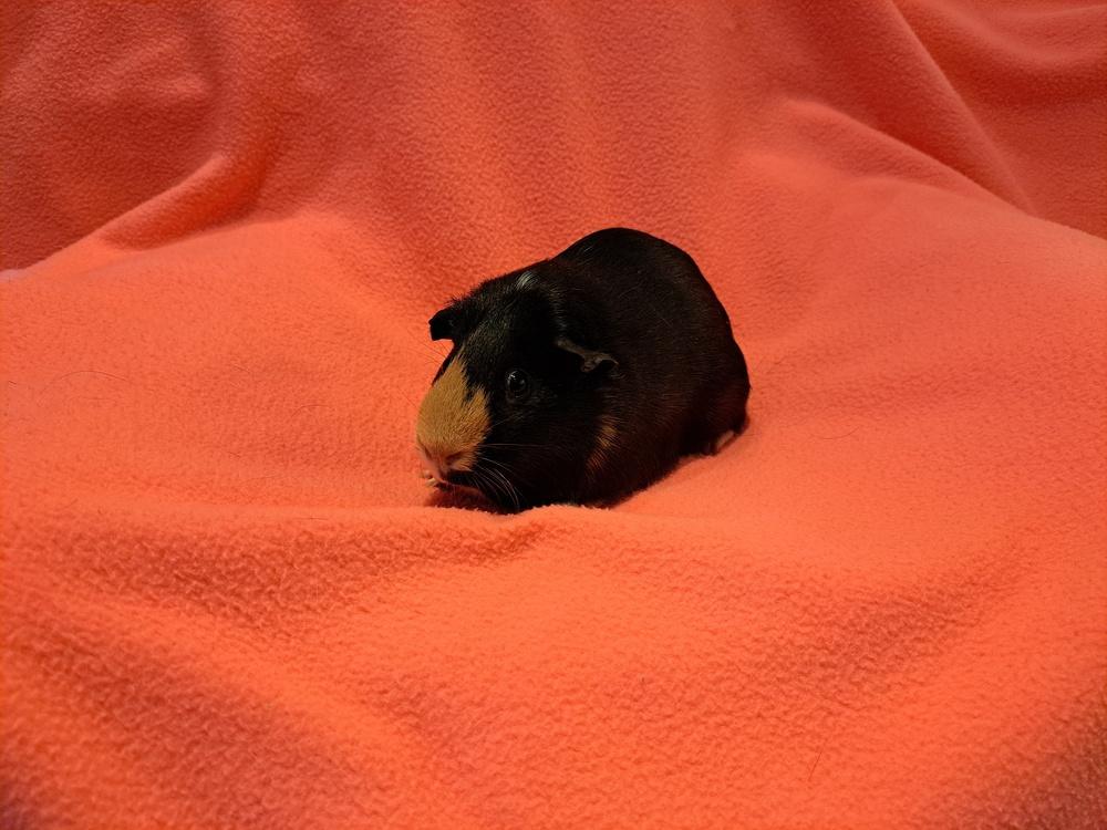 Margaret and Matilda, a Adoptable mixed breed in South Bend, IN image 3/5