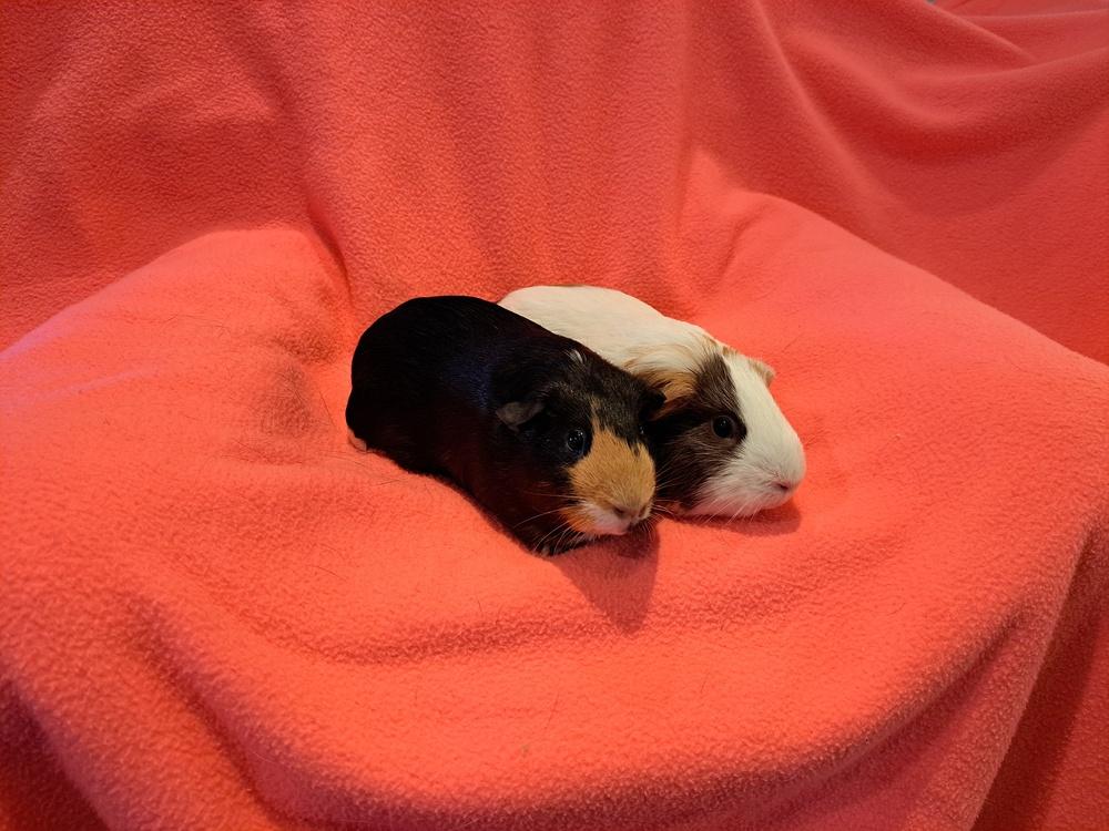 Margaret and Matilda, a Adoptable mixed breed in South Bend, IN image 5/5