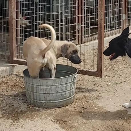 Boone, an adoptable Sloughi, Black Mouth Cur in New Braunfels, TX, 78130 | Photo Image 5